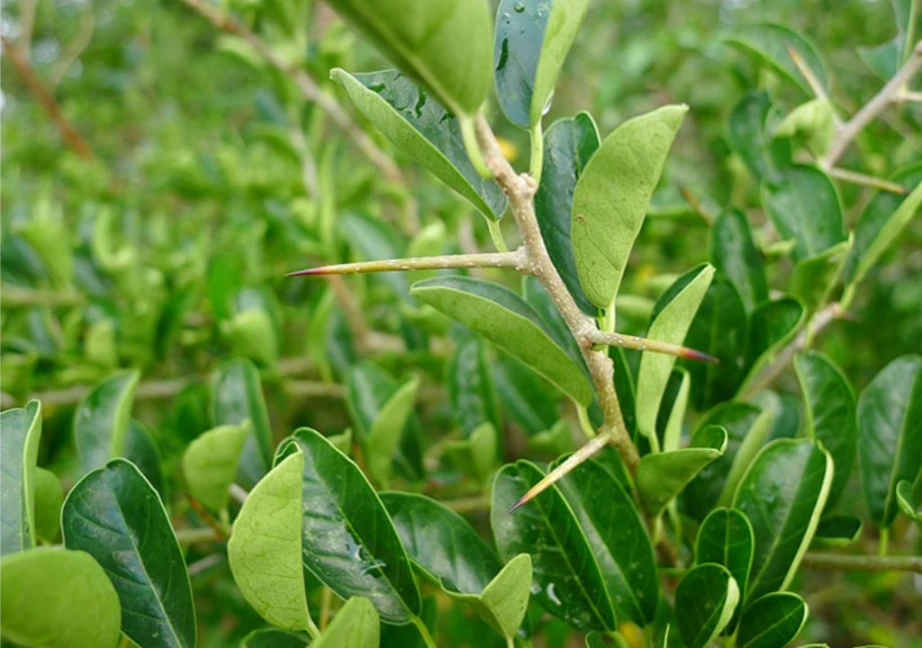 Hình ảnh về cây mỏ quạ trước khi chế biến