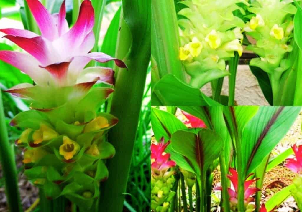 Hình ảnh về cây nghệ vàng trước chế biến