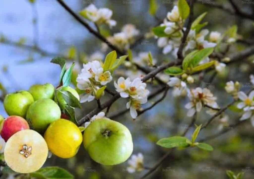 Hình ảnh về vị thuốc Sơn Tra