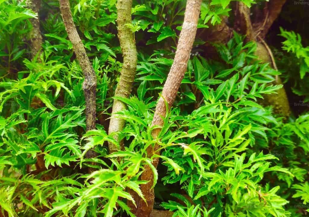 Hình ảnh về vị thuốc tốt cho sức khỏe