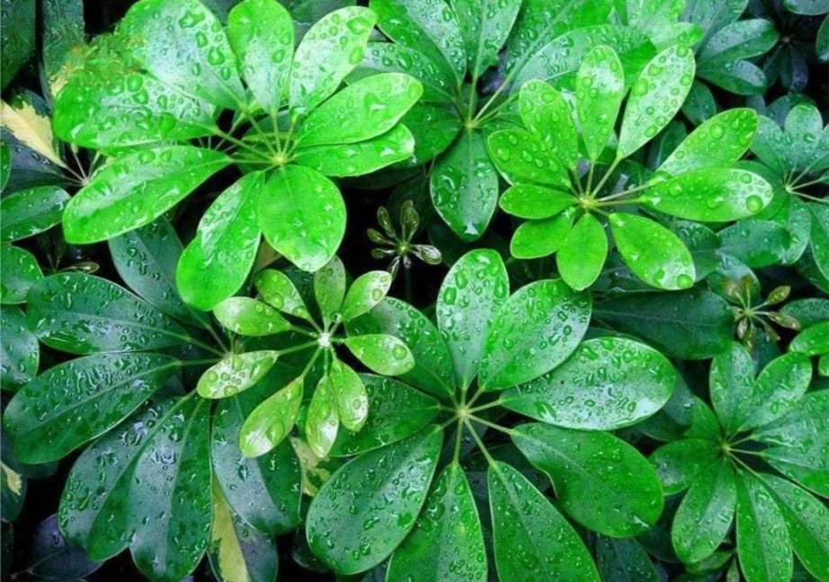 Hình ảnh về ngũ gia bì chân chim
