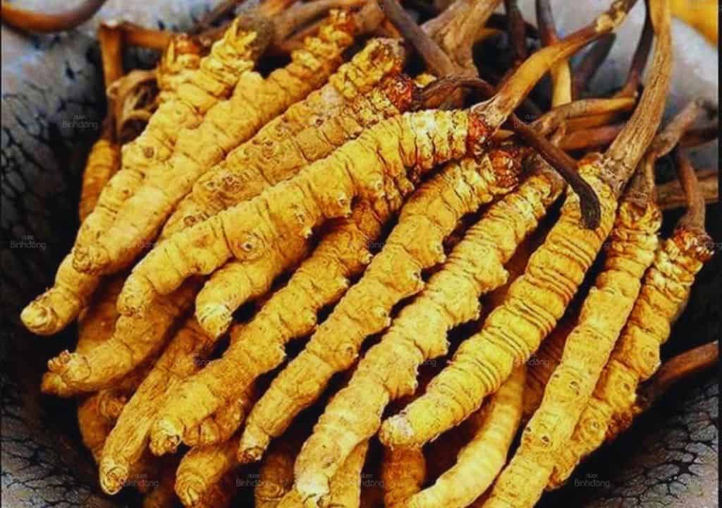 Hình ảnh về đông trùng hạ thảo giúp giảm suy nhược cơ thể hiệu quả