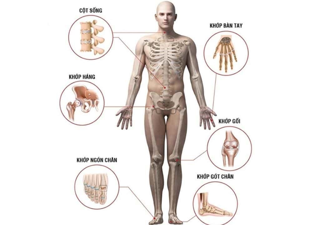 Hình ảnh về bộ phận xương khớp trên cơ thể người