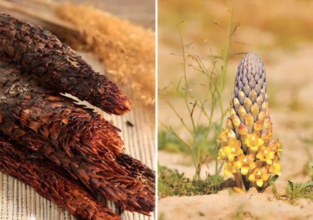 Hình ảnh về vị thuốc Nhung thung dung