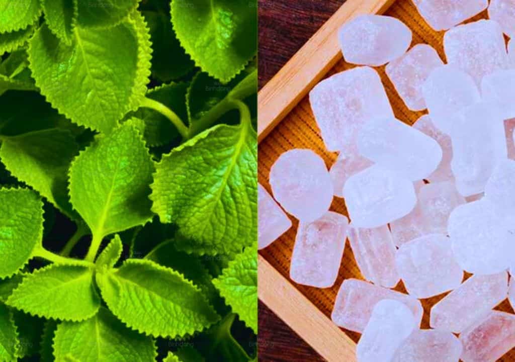 Hình ảnh về lá húng chanh và đường phèn trị ho có đờm