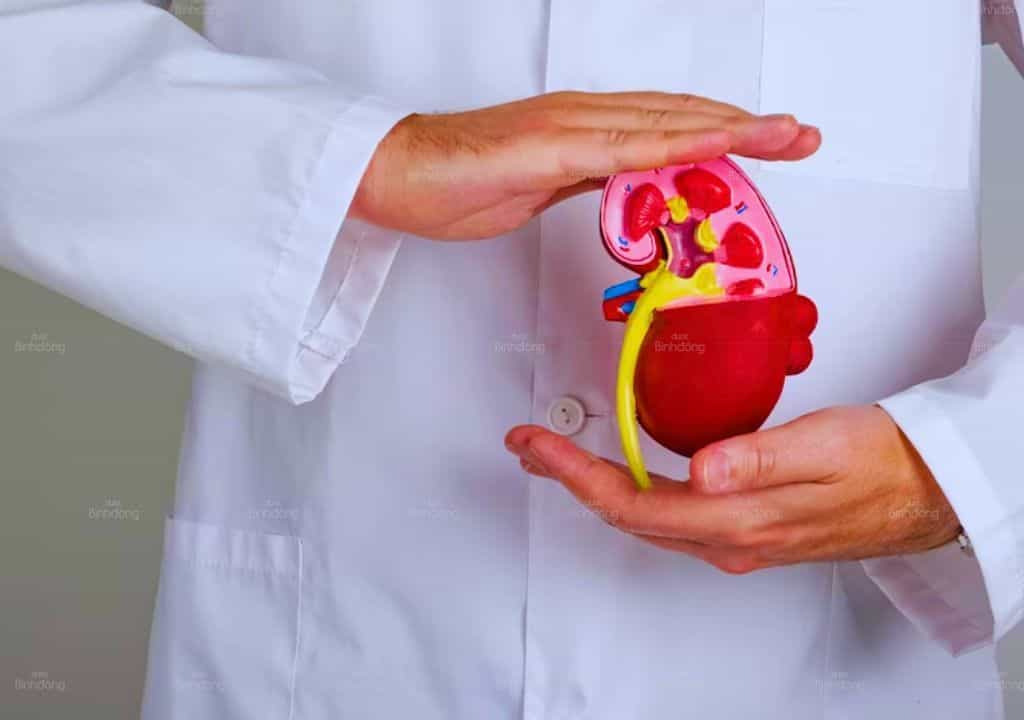 Hình ảnh người bác sĩ đang cầm mô hình của quả thận