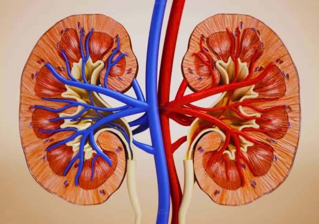 Hình ảnh về quả thận của cơ thể người