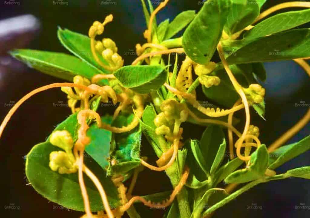Hình ảnh về vị thuốc thỏ ty tử