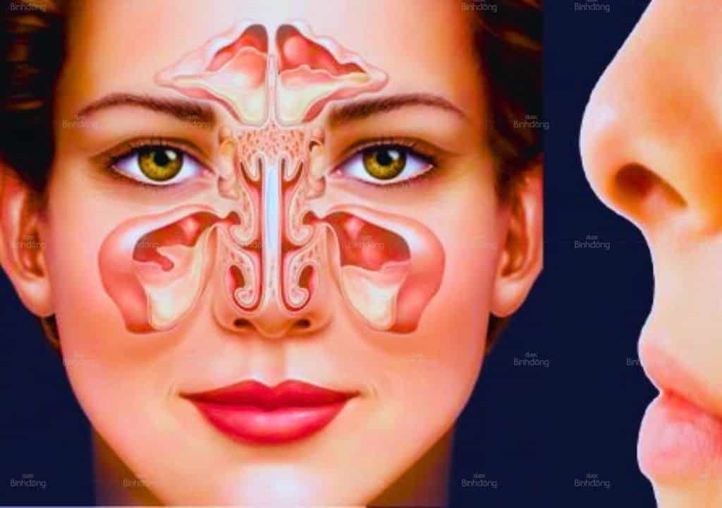 Hình ảnh mô phỏng về bộ phận xoang mũi trong cơ thể con người