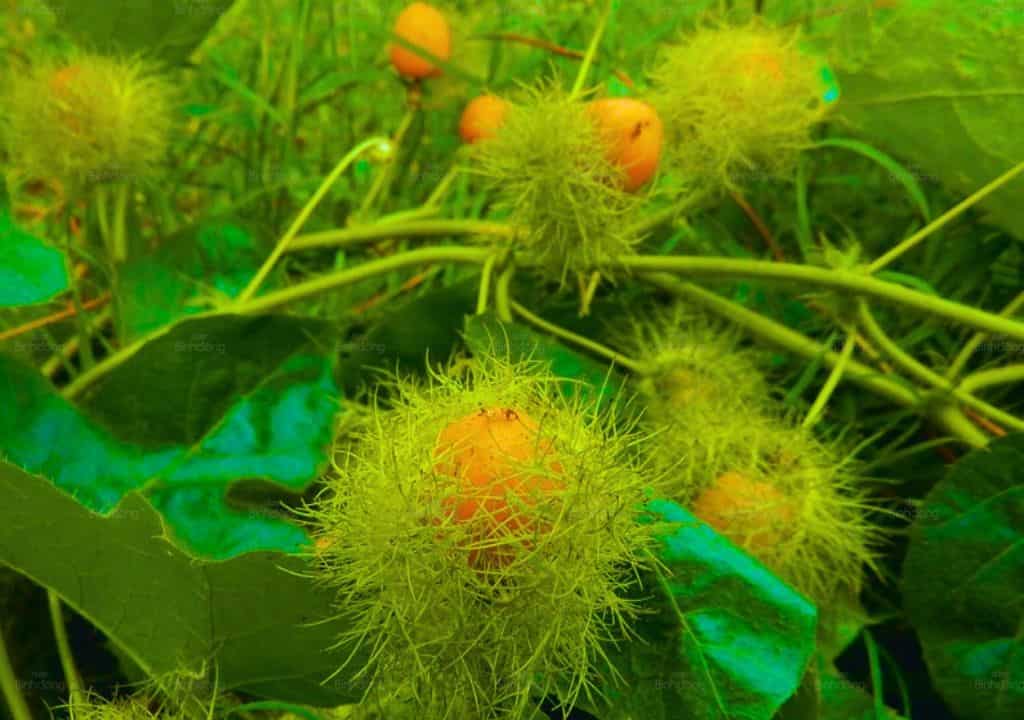 Hình ảnh về vị thuốc lạc tiên(nhãn lồng) đang nằm trên cây