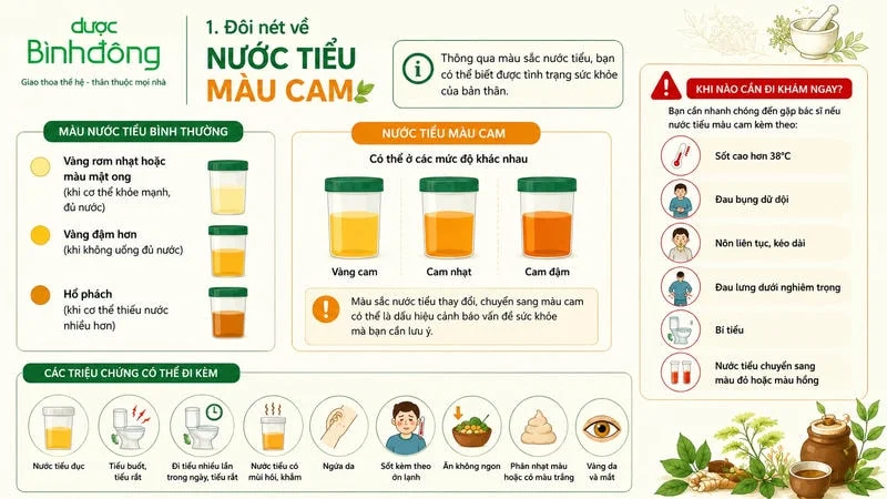 Infographic giải thích nước tiểu màu cam, triệu chứng đi kèm và dấu hiệu cần đi khám