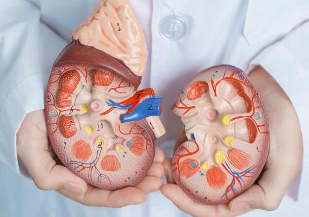 Hình ảnh về người bác sĩ đang cầm 2 quả thận đang bị yếu trong Đông y