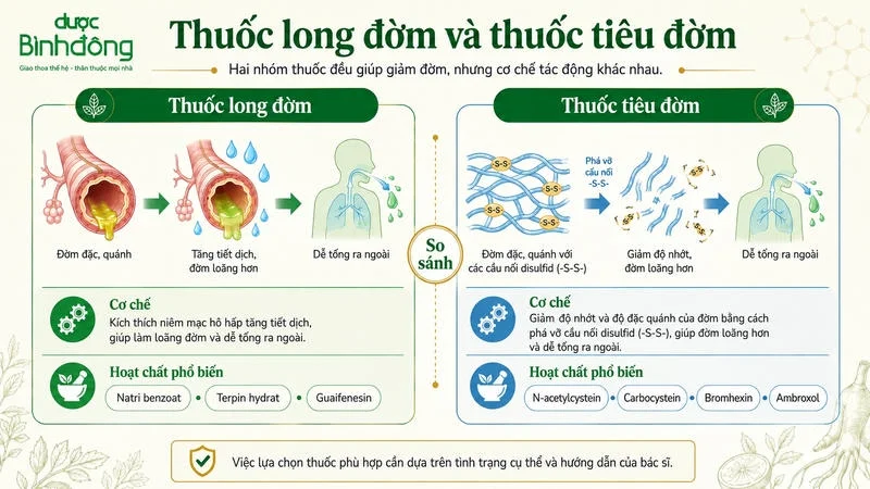 Infographic so sánh thuốc long đờm và thuốc tiêu đờm theo cơ chế tác động và hoạt chất phổ biến.
