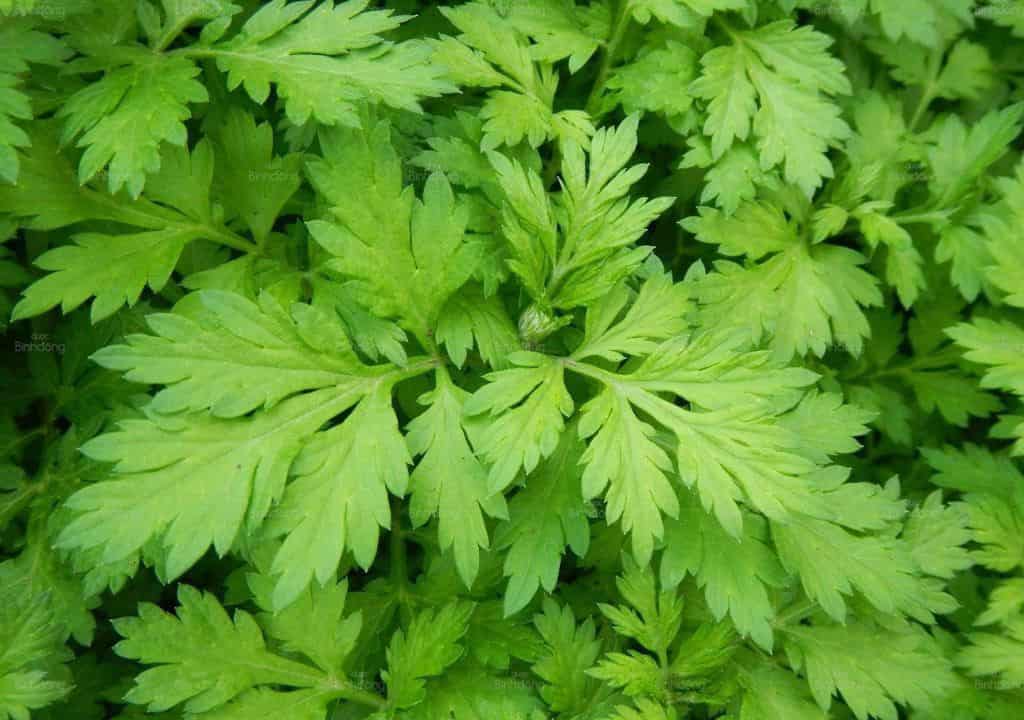 Hình ảnh về vị thuốc Ngải cứu
