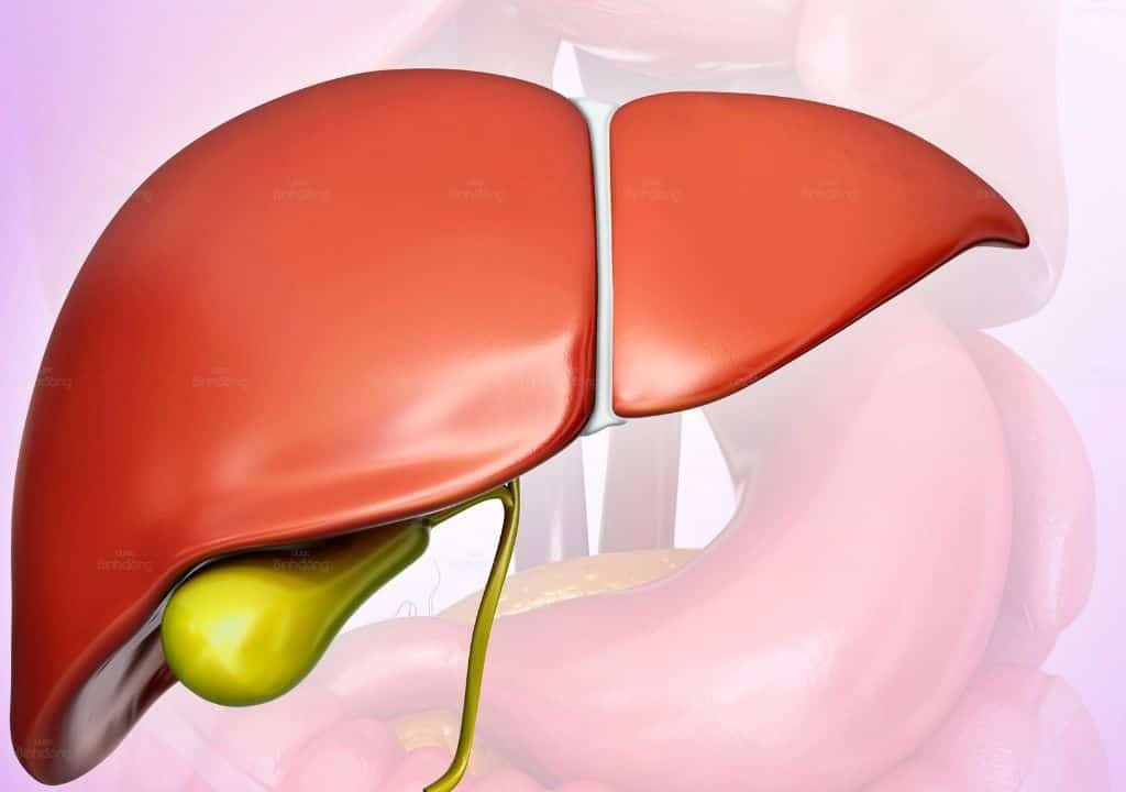 Hình ảnh về lá gan trong cơ thể người