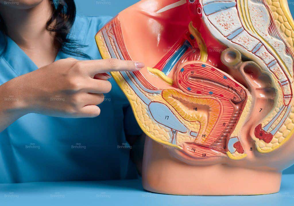 Hình ảnh về người bác sĩ đang cầm mô hình sinh sản của phụ nữ