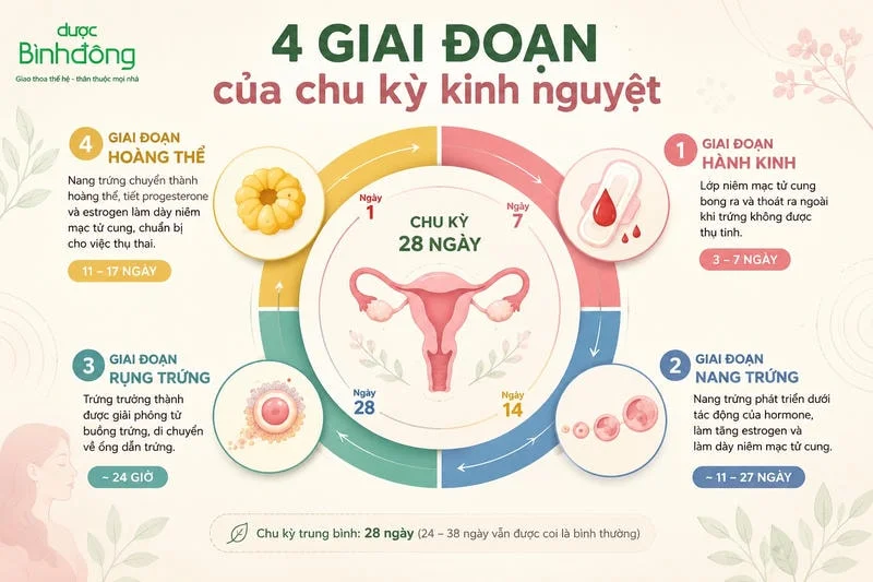 Infographic vòng tròn 4 giai đoạn chu kỳ kinh nguyệt.