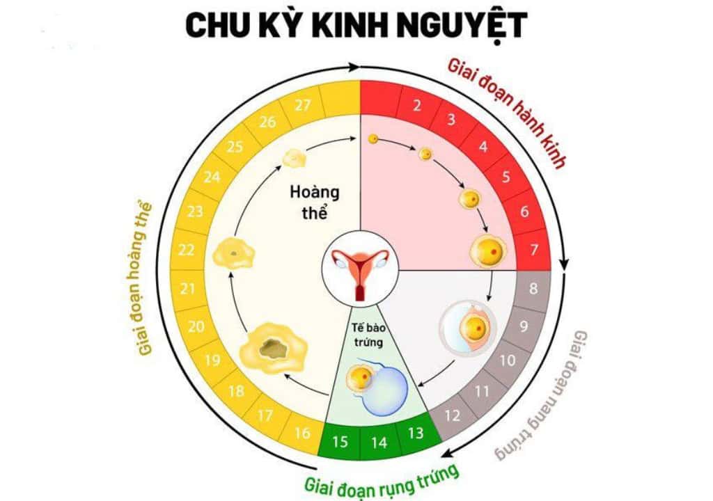 Hình ảnh về chu kỳ kinh nguyệt tuổi dậy thì