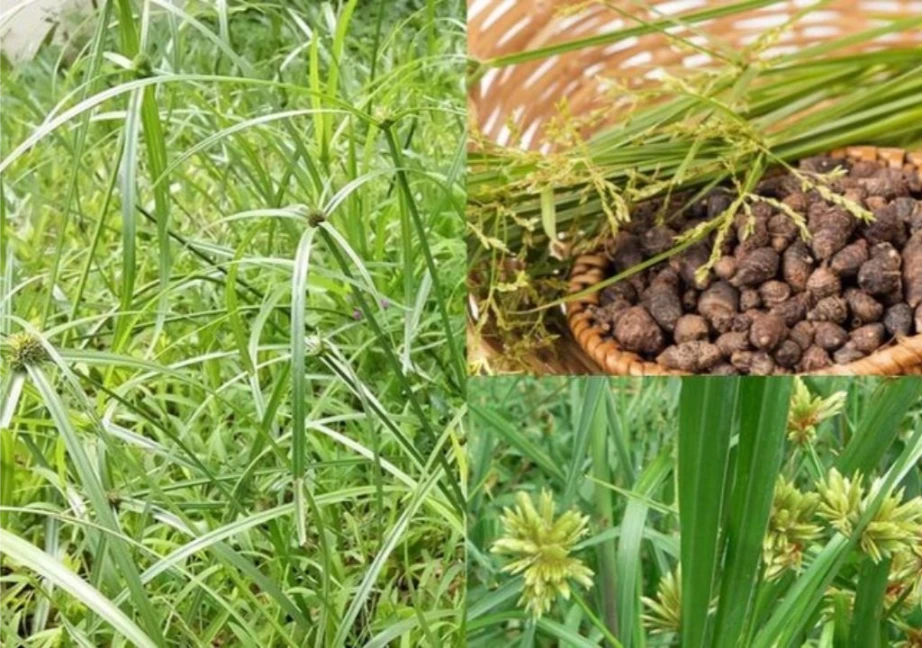Hình ảnh về thảo dược Hương phụ vị thuốc nam chữa đau bụng kinh