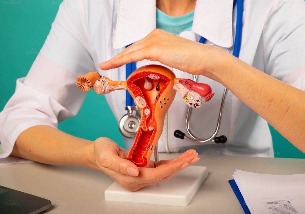 Bác sĩ cầm mô hình tử cung để mô tả bênh lý phụ khoa gây ra rối loạn kinh nguyệt tiền mãn kinh
