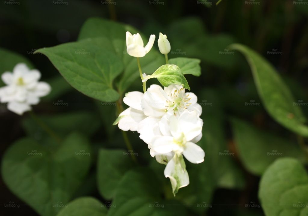 Hình chụp cây rau diếp cá
