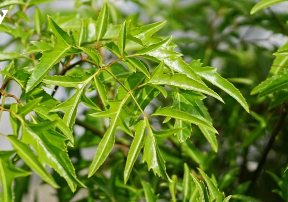 Hình ảnh về cây thuốc Đinh lăng
