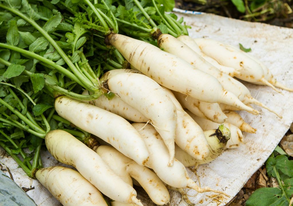 Củ cải trắng trị ho
