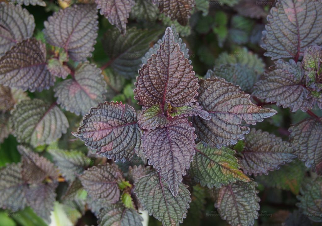 Uống nước lá Tía tô, đắp lá Tía tô có tác dụng gì? Tìm hiểu các bài thuốc chữa bệnh từ lá Tía tô, ứng dụng hiệu quả và an toàn cho sức khỏe.