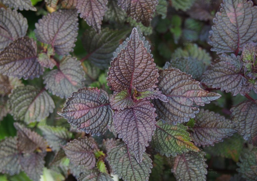 mẹo dân gian tía tô trị ho giúp tăng súc khỏe cơ thể