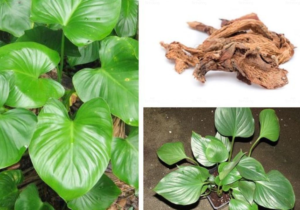 Thiên niên kiện giúp giảm đau nhức xương khớp hiệu quả