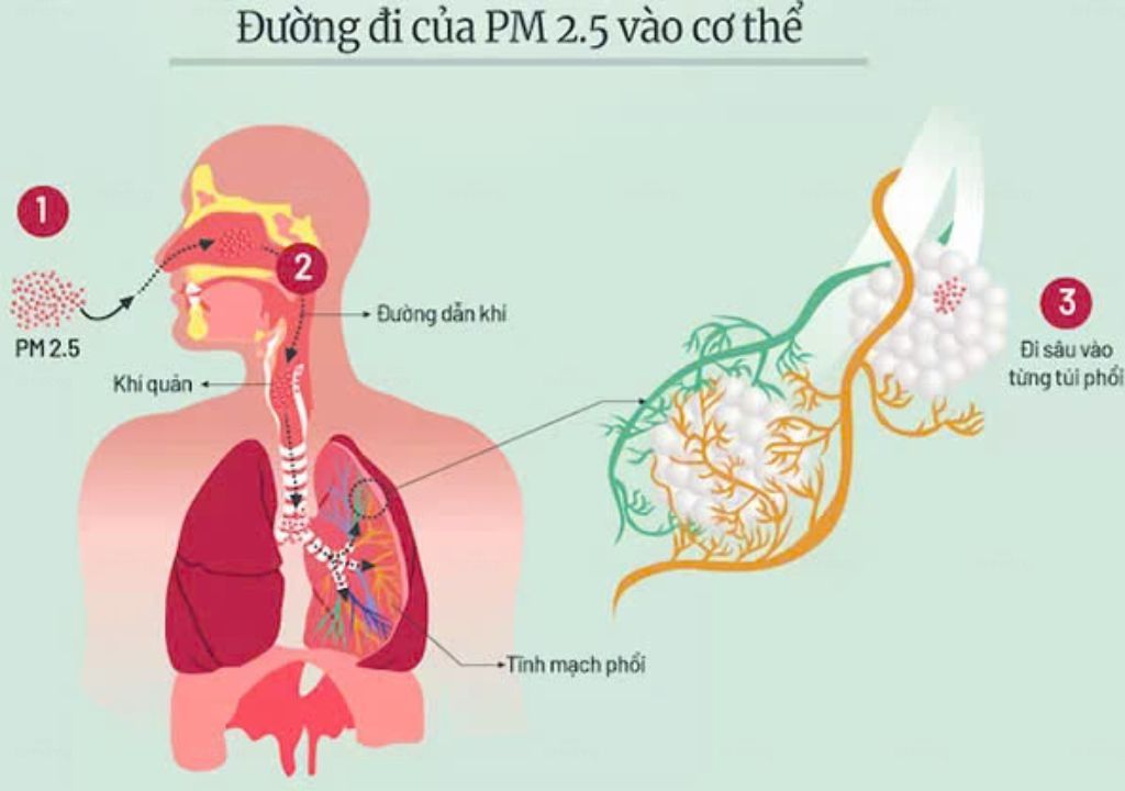 Ảnh chụp đường đi của PM2.5 vào cơ thể