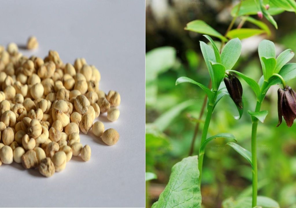Đặc điểm hình thái của Xuyên bối mẫu