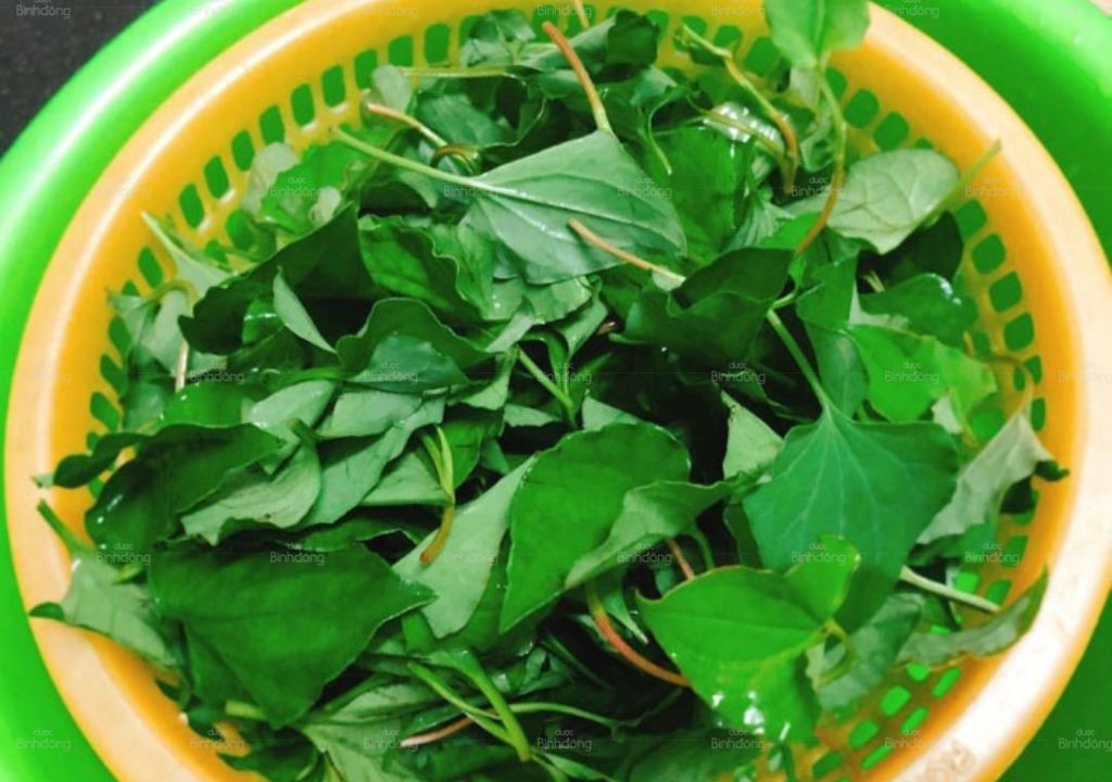 Hình chụp về rau diếp cá bổ thận
