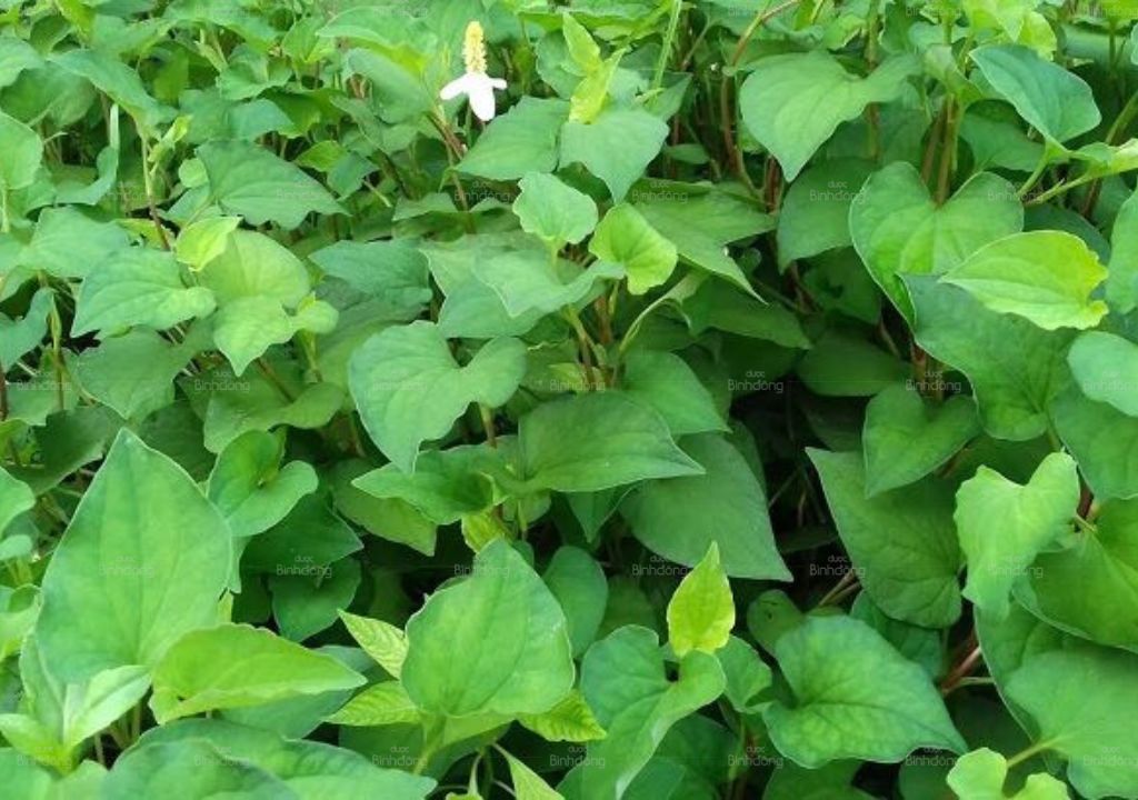 Ảnh chụp Diếp cá