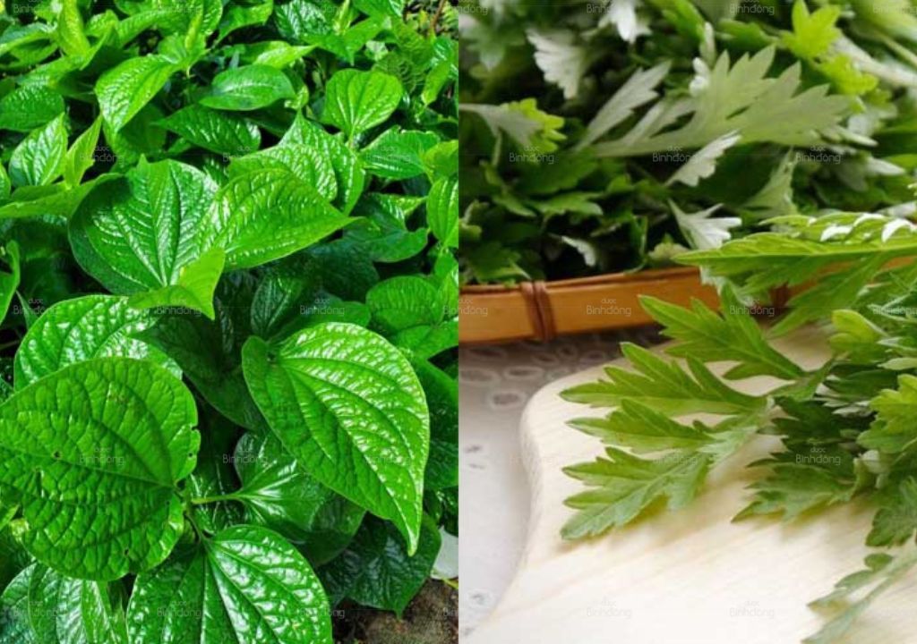 Ảnh chụp Lá Lốt và Ngải cứu trị đau thần kinh tọa