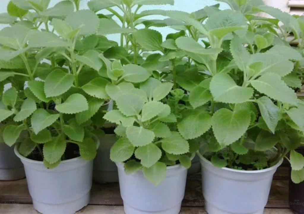 Ảnh chụp Húng chanh được trồng trong các chậu nhỏ