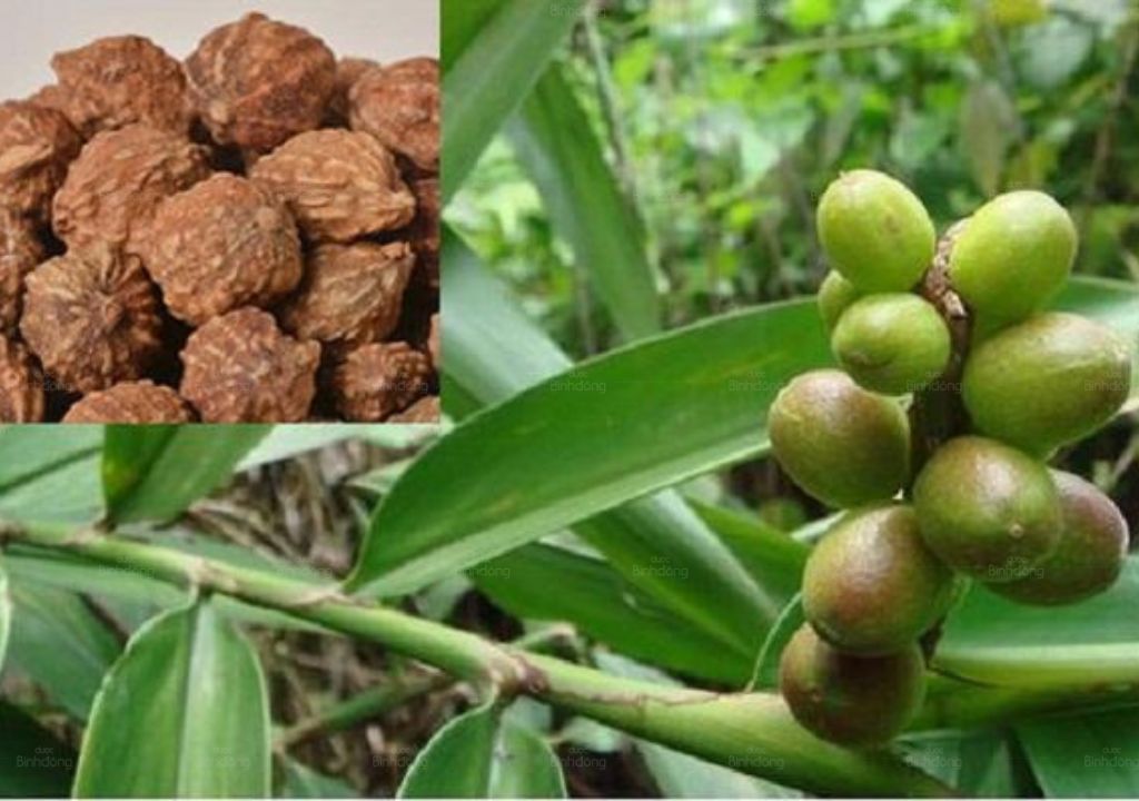 Ích trí nhân mọc hoang ở những vùng rừng núi