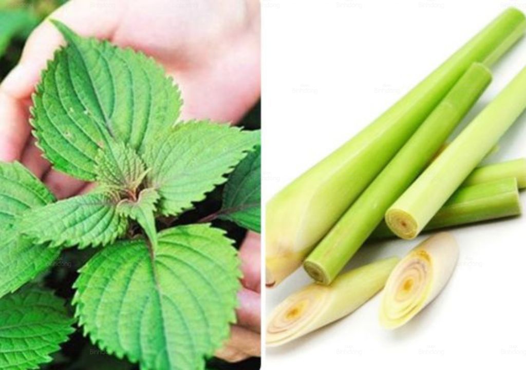 Ảnh chụp Tía tô và Sả để xông hơi