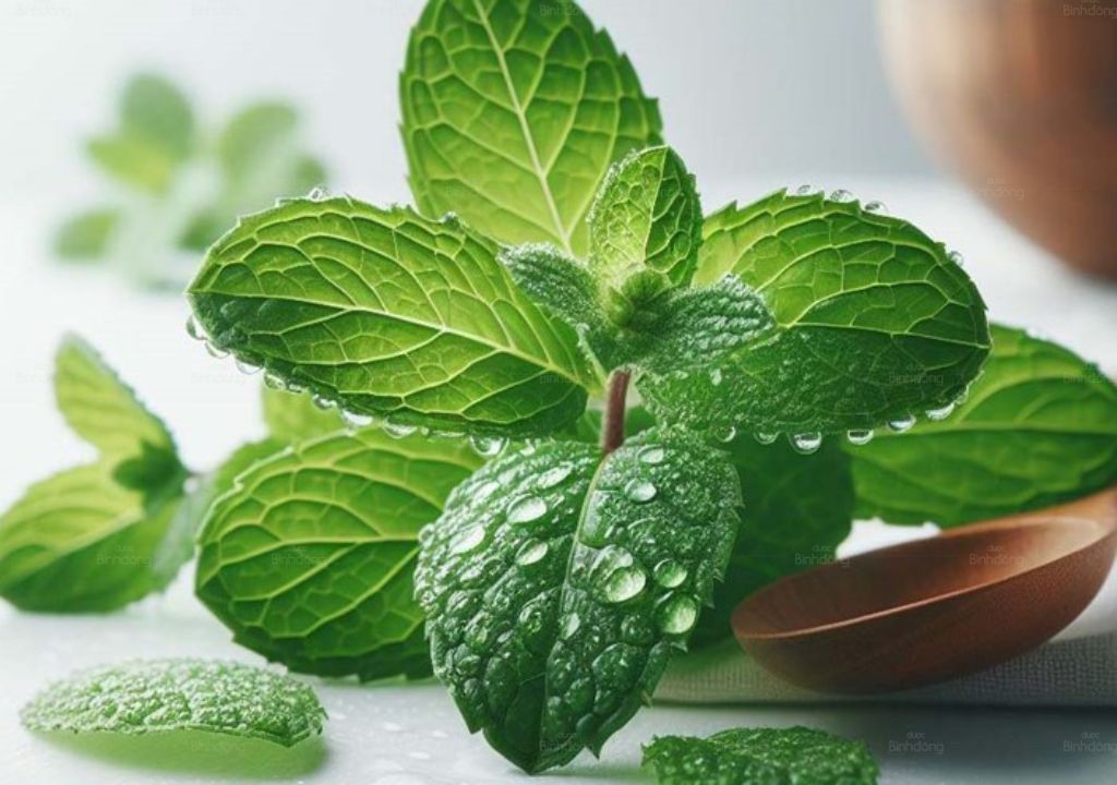 Ảnh chụp lá Bạc hà trị ho