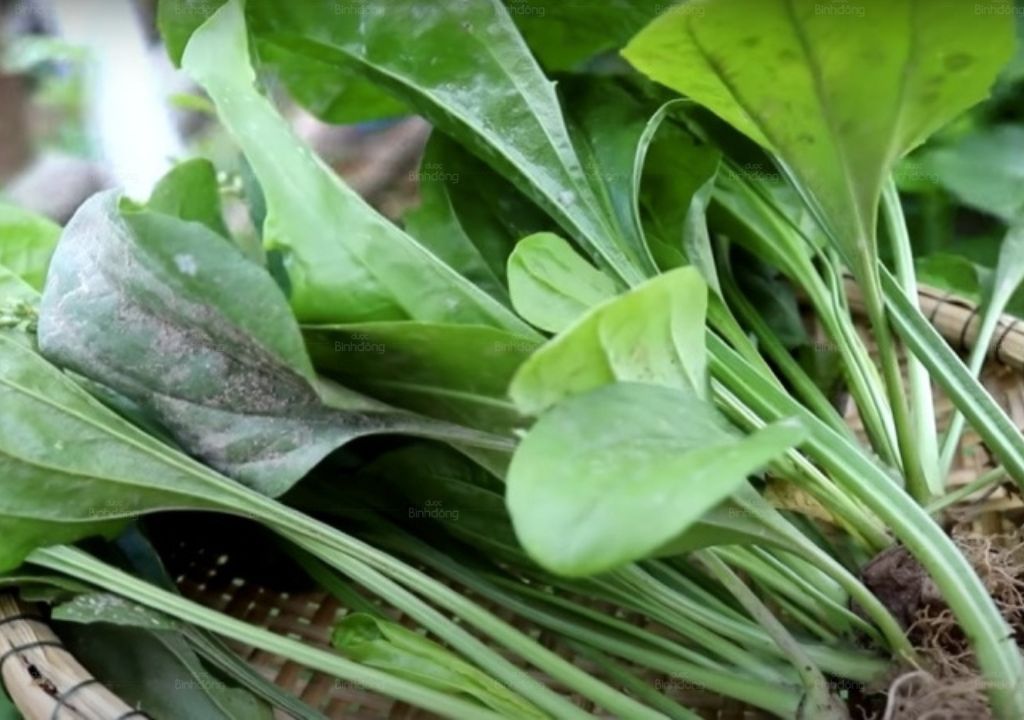 Ảnh chụp lá của Mã đề