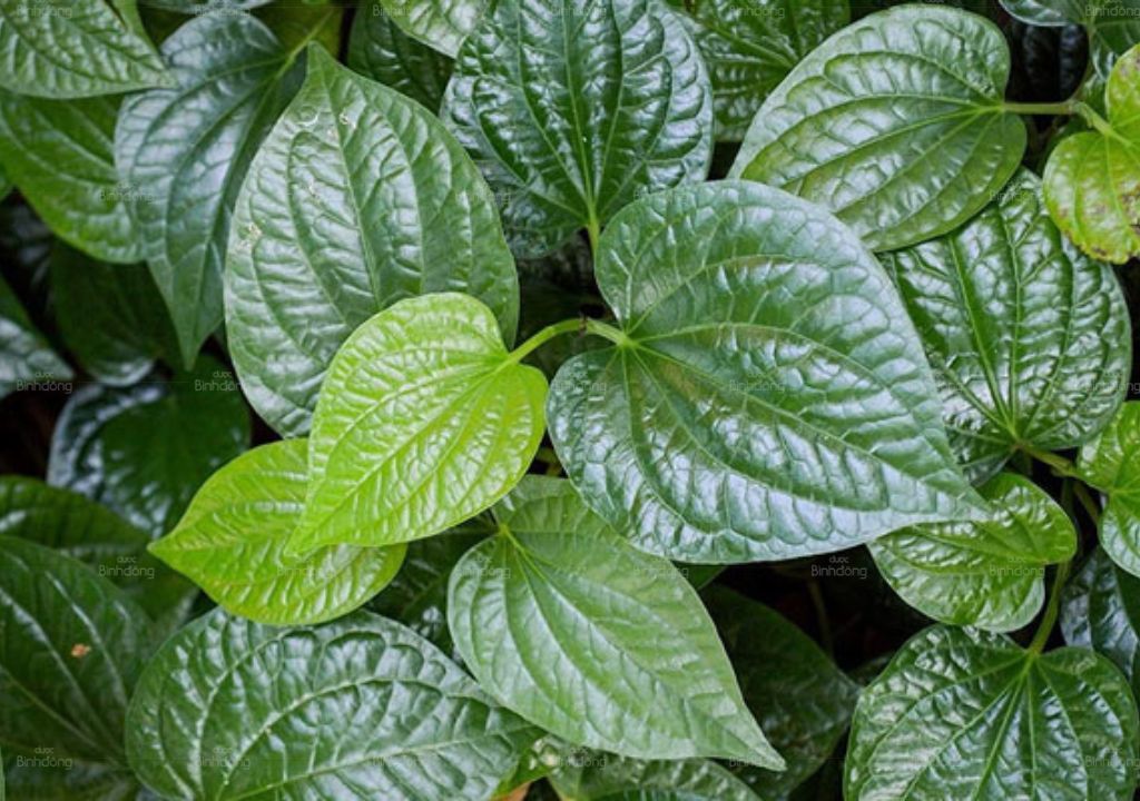 Ảnh chụp Lá lốt