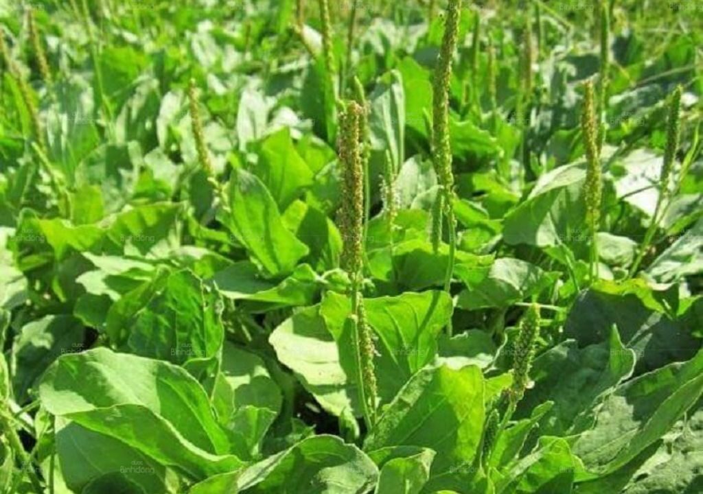 Mã đề là cây thân ngắn