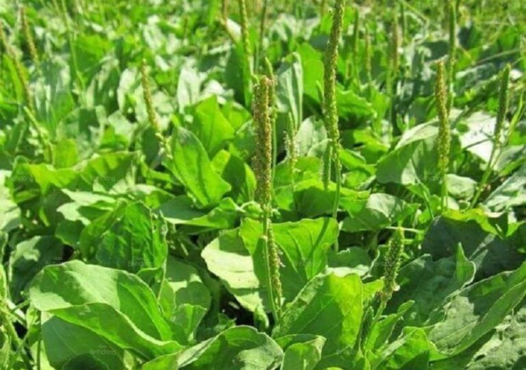 Mã đề là cây thân ngắn