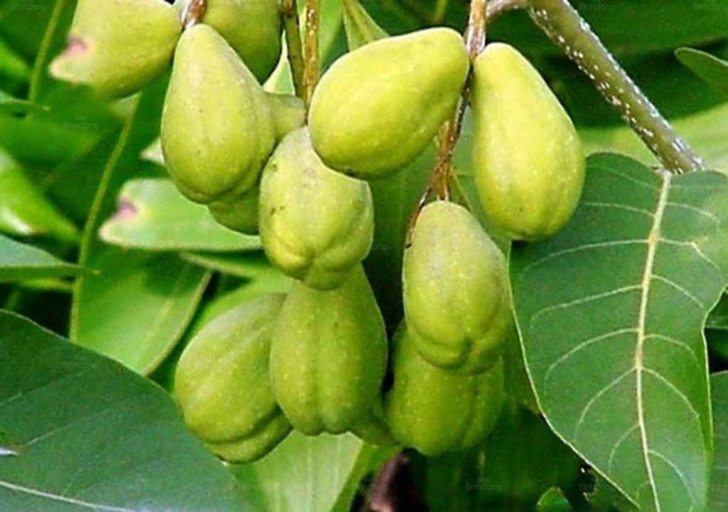 Ảnh chụp quả Kha tử khi còn xanh