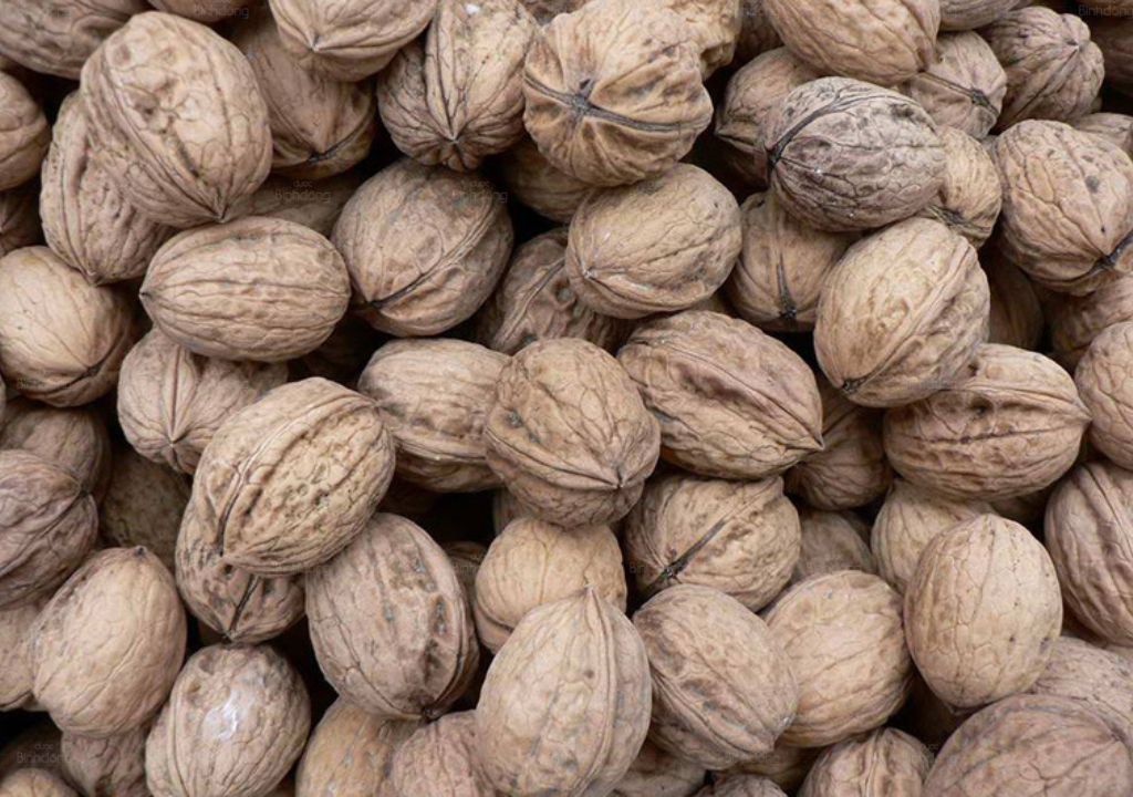 Ảnh chụp Quả Kha tử đã phơi khô