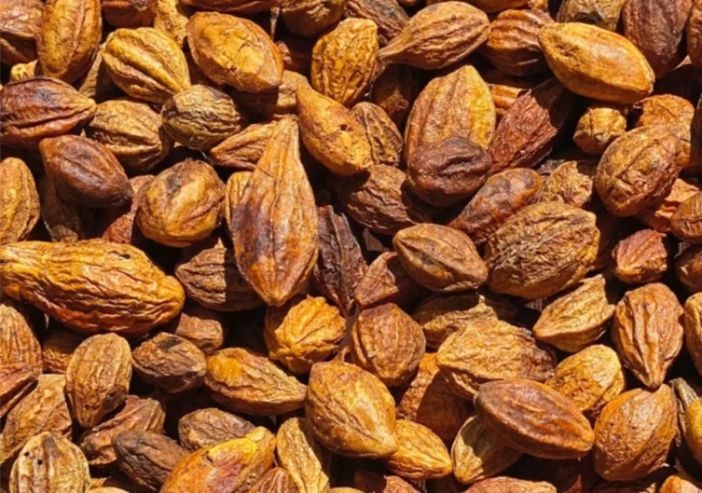 Ảnh chụp Kha tử