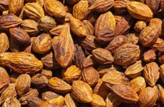 Ảnh chụp Kha tử