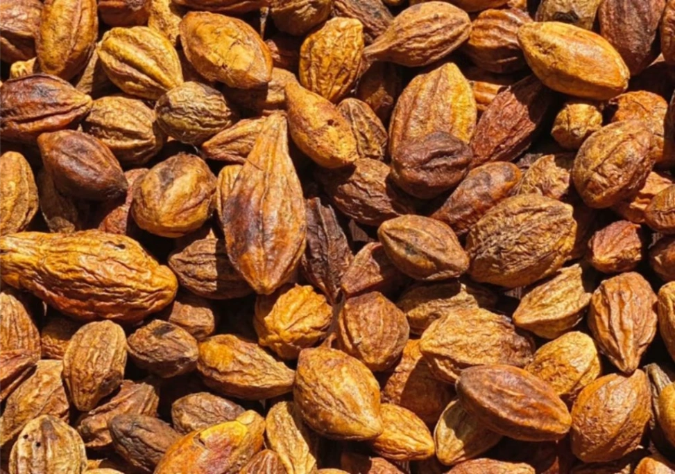 Ảnh chụp Kha tử