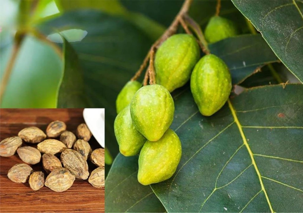 Ảnh chụp quả Kha tử khi còn xanh 