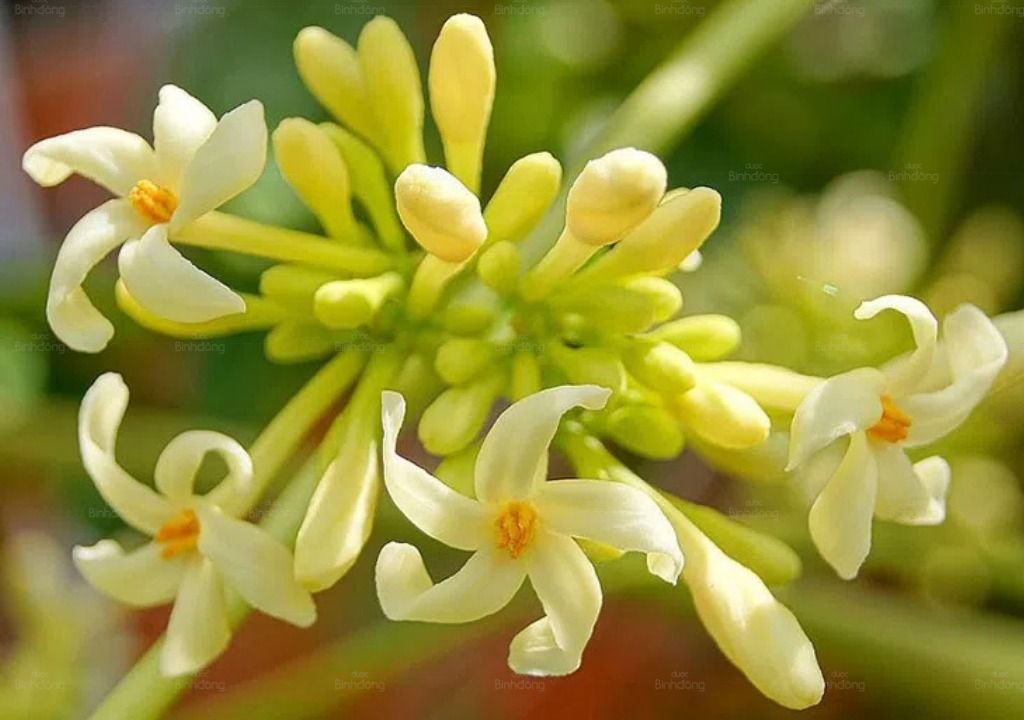 Hình chụp về Hoa Đu đủ đực